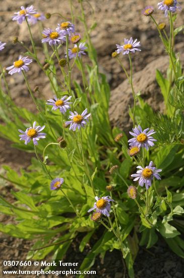 Subalpine Daisies