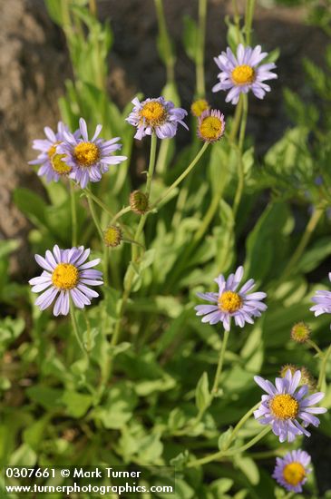 Subalpine Daisies