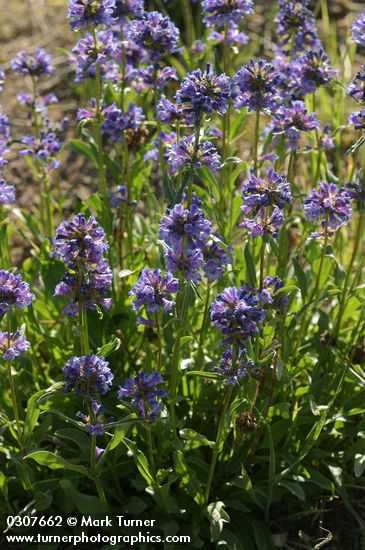 Taper-leaved Penstemon, backlit