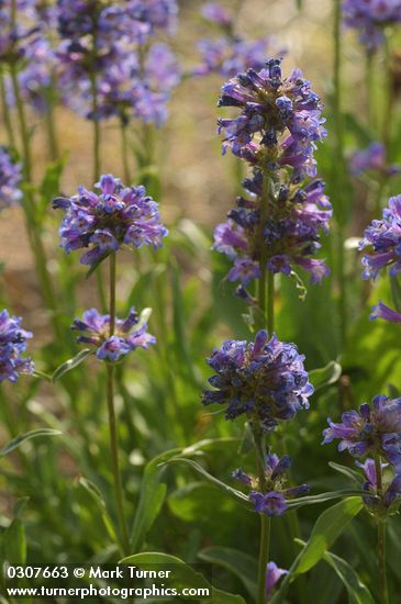 Taper-leaved Penstemon blossoms, backlit