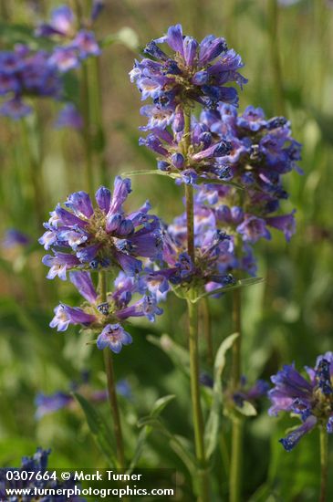 Taper-leaved Penstemon blossoms