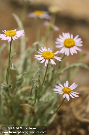 Eaton's Shaggy Daisy
