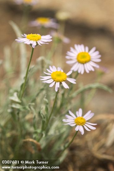 Eaton's Shaggy Daisy