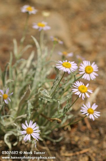 Eaton's Shaggy Daisy
