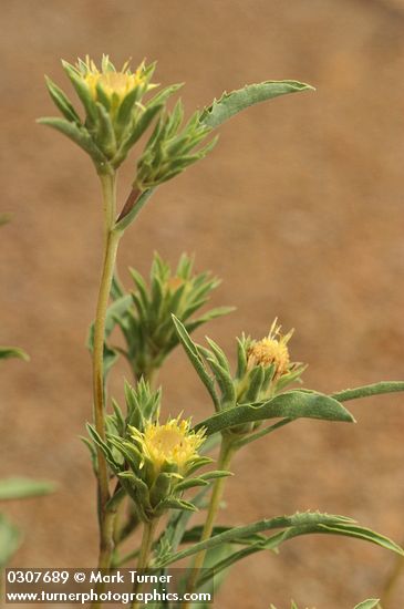 Largeflower Goldenweed blossoms & bracts detail