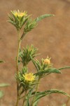 Largeflower Goldenweed blossoms & bracts detail