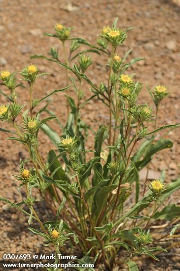 Largeflower Goldenweed