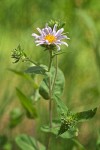 Western Meadow Aster