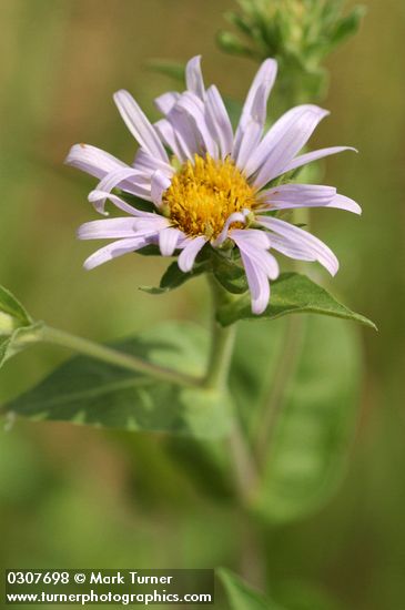 Western Meadow Aster blossom detail