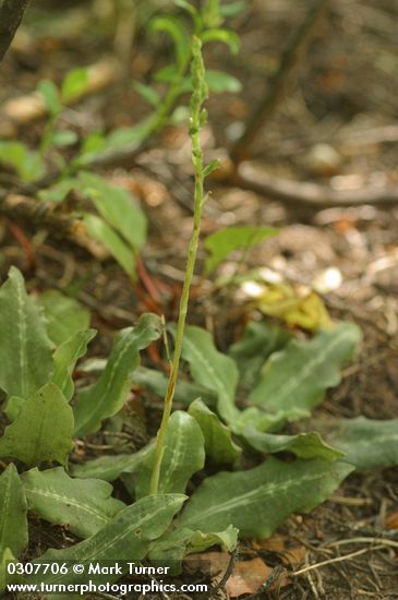 Rattlesnake Plantain
