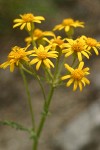 Rocky Mountain Groundsel blossoms