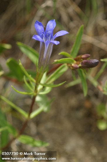 Explorer's Gentian