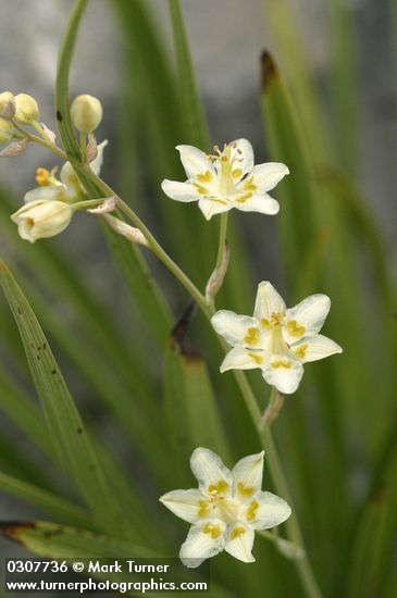 Alpine Death Camas blossoms detail