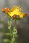Western St. John's Wort blossom detail