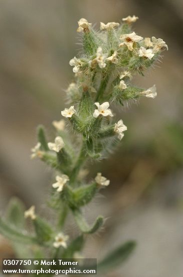 Northern Cryptantha blossoms