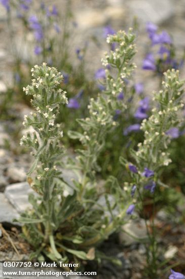 Northern Cryptantha