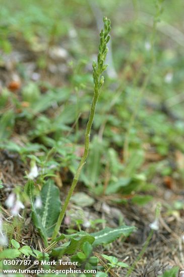 Rattlesnake Plantain
