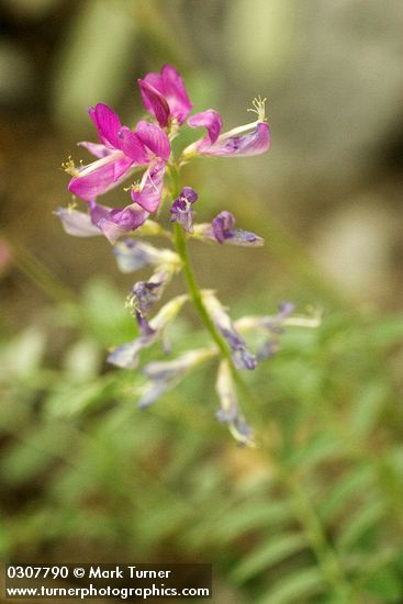 Northern Sweet-broom blossoms