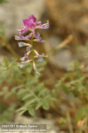 Northern Sweet-broom