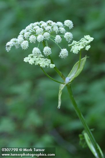 Sharptooth Angelica blossoms detail