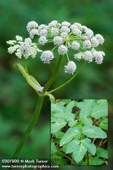 Sharptooth Angelica blossoms detail