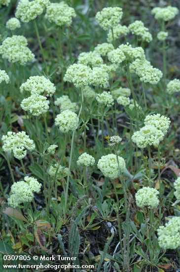Creamy Eriogonum