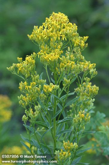 Meadow Goldenrod