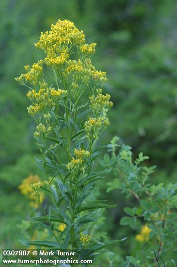 Meadow Goldenrod