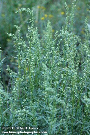 Dragon Wormwood