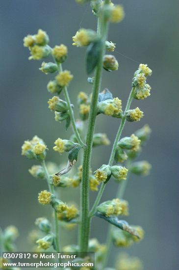 Dragon Wormwood blossoms detail