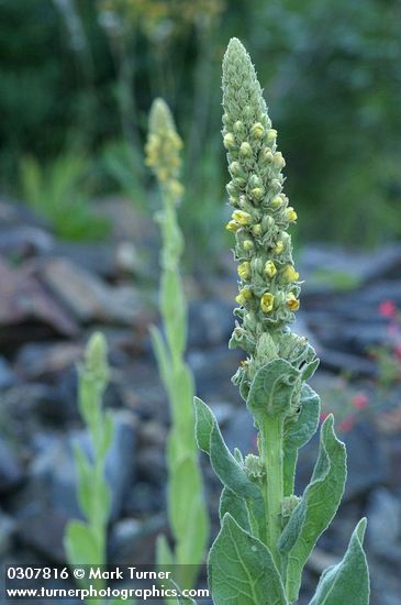 Woolly Mullein