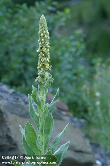 Woolly Mullein