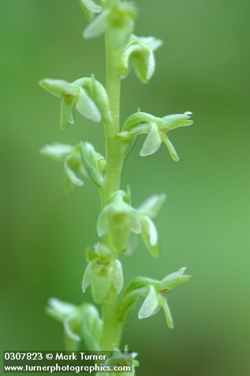 Short-spurred Rein Orchid blossoms