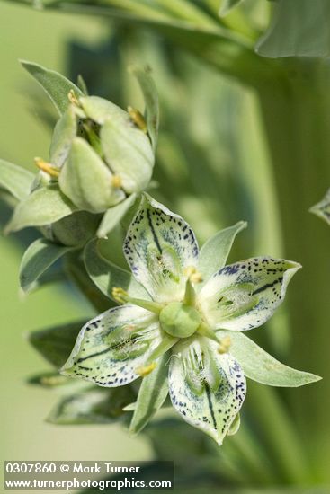 Monument Plant blossoms detail