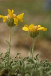 Woolly Haplopappus