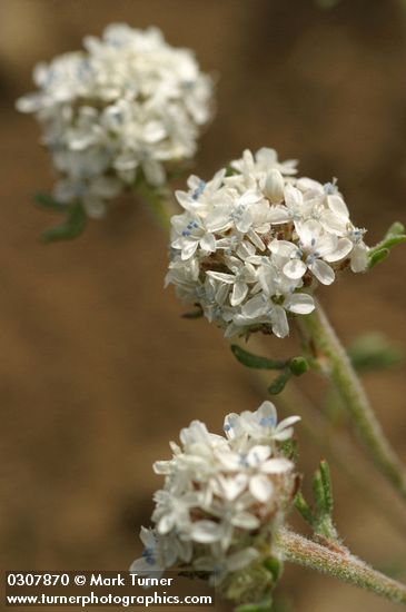 Ballhead Ipomopsis blossoms detail
