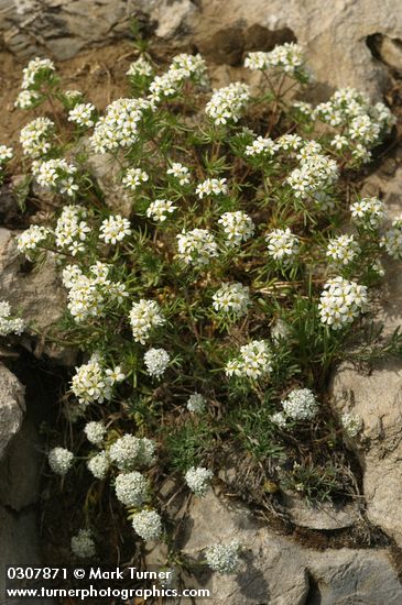 Nuttall's Linanthus w/ Ballhead Ipomopsis