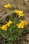 Woolly Haplopappus