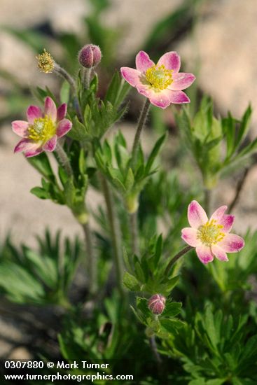 Cut-leaf Anemone (pink form)
