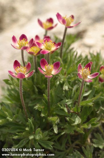 Cut-leaf Anemone (pink form)