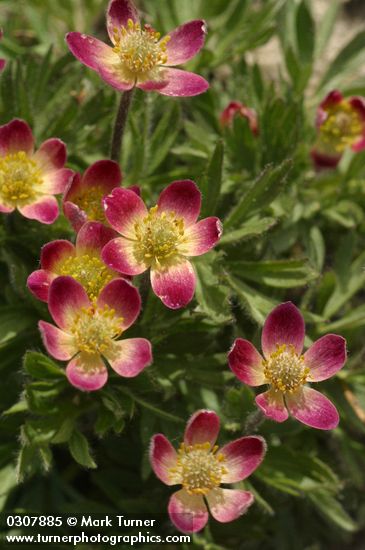 Cut-leaf Anemone blossoms detail (pink form)