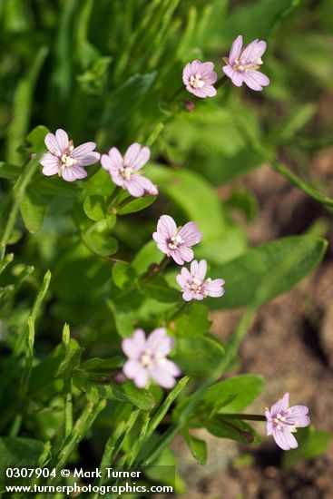 Alpine Willowherb