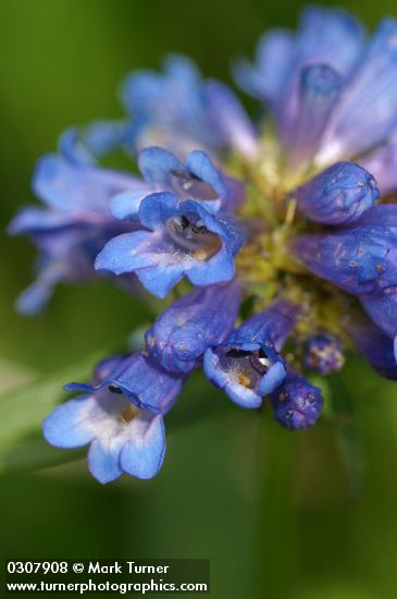 Globe Penstemon blossoms detail