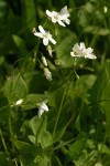 Broad-leaved Springbeauty
