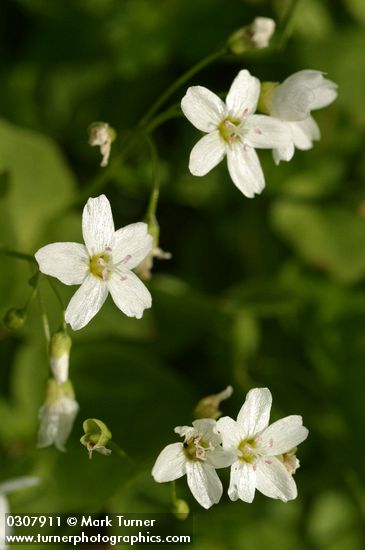 Broad-leaved Springbeauty blossoms detail
