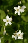 Broad-leaved Springbeauty blossoms detail