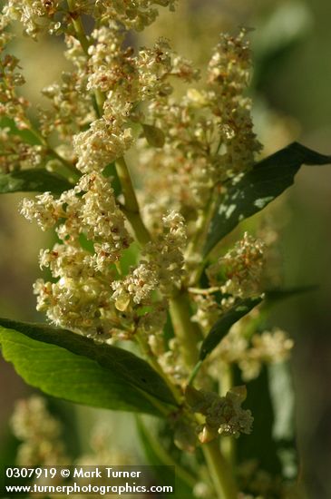 Alpine Knotweed flower panicle detail