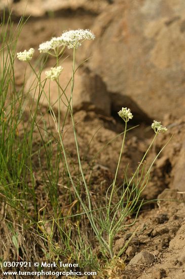 Cusick's Lomatium