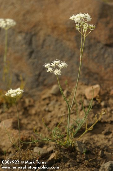 Cusick's Lomatium
