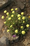 Golden Eriogonum